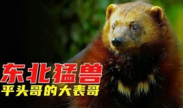 东北猛兽爆料视频播放,揭秘神秘生物真实面目
